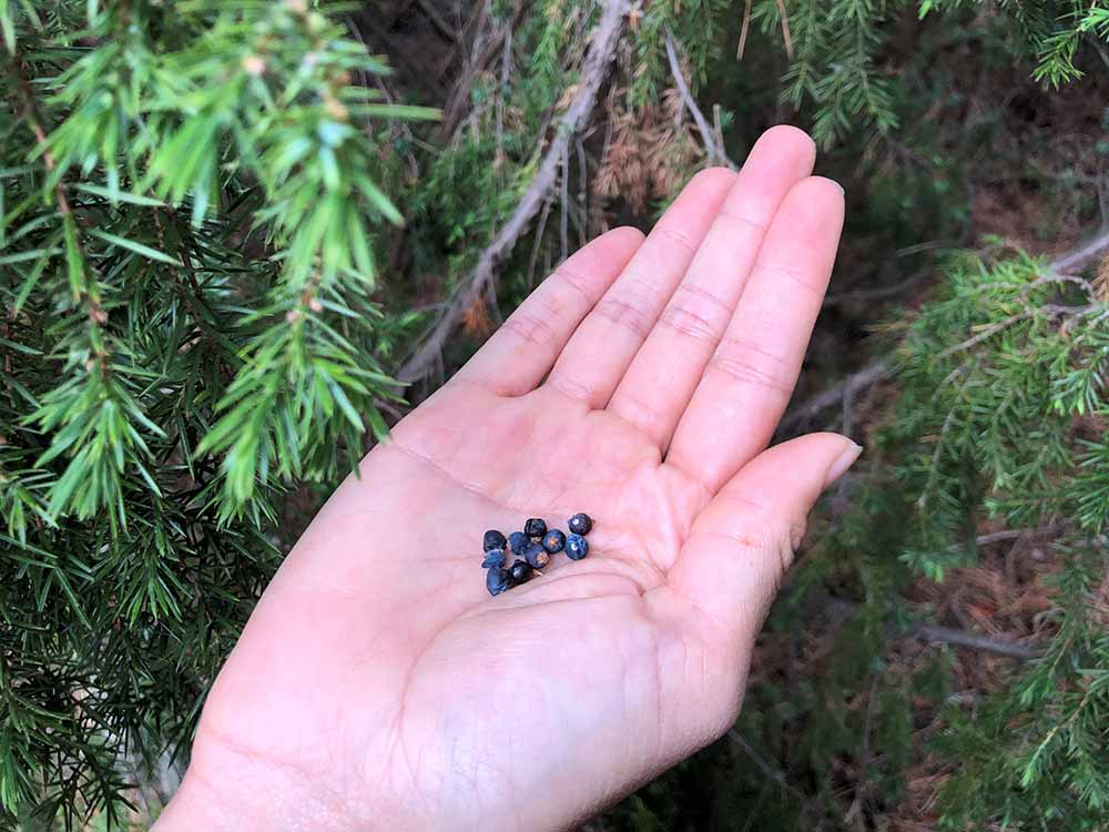 Juniper Berries - Niance