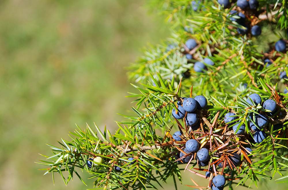 Everything you need to know about juniper | Headlands Distilling Co.